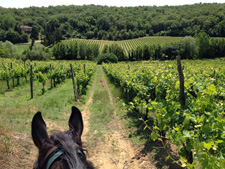 Italy-Tuscany-Arts & Riding Holiday in Tuscany